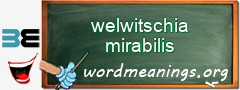 WordMeaning blackboard for welwitschia mirabilis